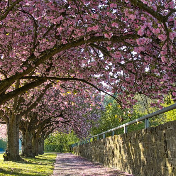 cherry-blossoms-gf822349fa_1920